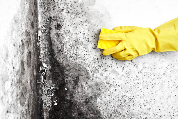 Best Certified Mold Removal  in Fort Worth, TX