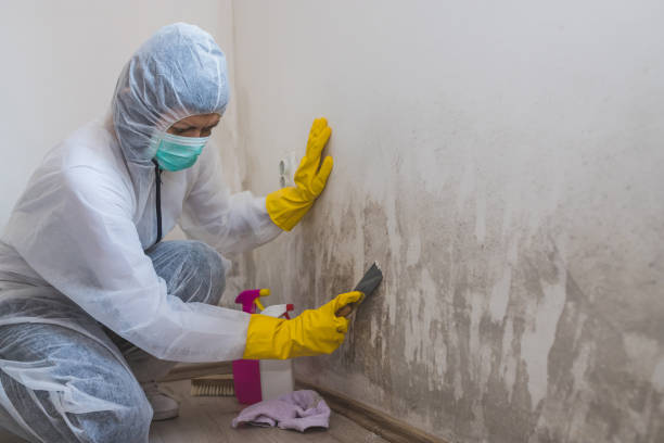 Best Mold Removal Near Me  in Fort Worth, TX