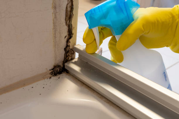 Best Toxic Mold Removal  in Fort Worth, TX