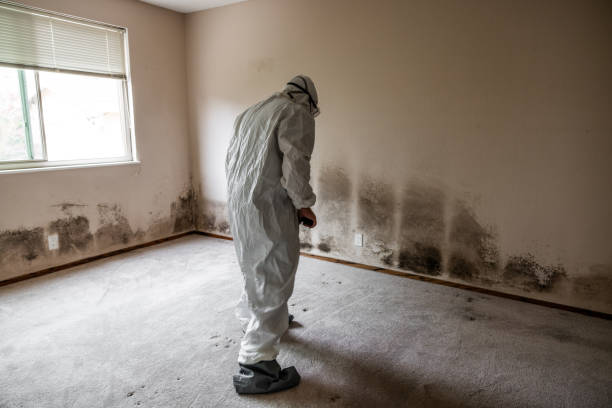 Reliable Fort Worth, TX Mold Removal Solutions