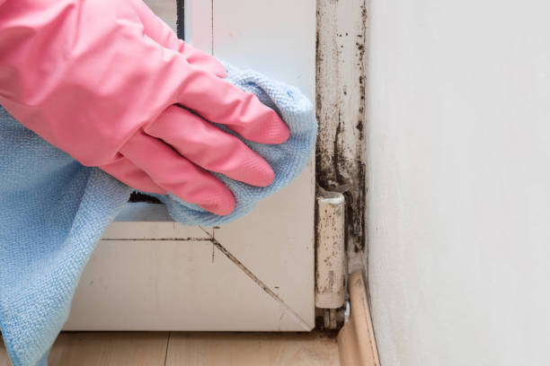 Mold Removal Process in Fort Worth, TX